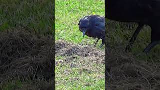 Smart Crow Hiding Nuts for Later / Park Crows 4K