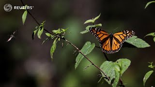 Endangered monarch butterfly population falls 22%
