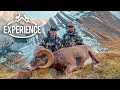 Third Time is a Charm   Alberta Bighorn with Jason Price