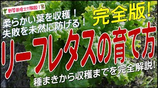 リーフレタスの上手な育て方（種まきから収穫まで完全解説）リーフレタス栽培のコツとポイントが分かる！