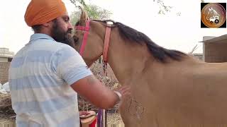 घोड़ी को सवारी से पहले ऐसे तैयार करें, Prepare the mare like this before riding.(Horse And Farming)