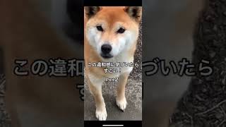 違和感に気づいたらすごい！😳 Part2 犬を飼ってる人ならわかるかも😁 #shorts #柴犬 #クイズ #謎解き #違和感 #おもしろ #かわいい 日常 癒し しばいぬ