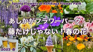 【あしかがフラワーパーク】風に揺れる満開の藤23/4/25と春の花Spring gardens at Ashikaga Flower Park