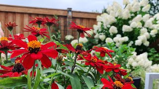 How to Collect Seeds from Zinnia, Pansy, Begonia, etc. / Planting Clearance Annuals / Garden Updates