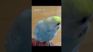 名前を呼ぶと来るセキセイインコ　#shorts  ＃かわいい　＃走る　#名前