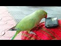 malayalam talking parrot sweeti മലയാളം പറയുന്ന തത്ത talkingparrot