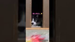 おもちゃを狙う猫 #cat #cute #かわいい #kitten #catlover #いやしねこ #いやし #猫動画かわいい