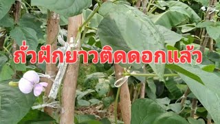 อัปเดตถั่วฝักยาวในล้อยาง ผักสวนครัว ปลูกผักกินเอง จินตนาปลูกผัก Chintana Garden