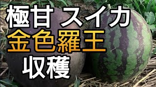 スイカの収穫「第３弾」極甘大玉すいか【金色羅皇】！！　甘～いスイカ！　見極めは【巻きひげ】【日数】【音】さて結果は？/【スイカ栽培】【家庭菜園】／甘いすいか