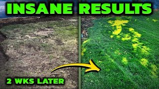 Transform Your Lawn in 2 Weeks!! The EASY WAY!