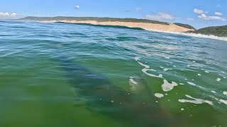 Big Bull shark hunts surfer ends in close death encounter at Maitlands beach @sharkencounters