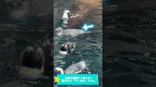 京都水族館で1番大きく産まれたケープペンギンの亜成長