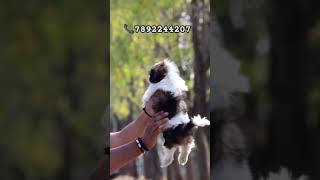 Shihtzu puppies available in karnataka kannada #shihtzupuppie #shihtzu #pets #doglover #vairlvideo