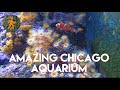 Chicago - Shedd Aquarium Walkthrough with Chill Music - See Fish & More!