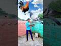 Parrot 🦜 maina Pigeon 🐦 Rooster catching vs Cat & Dog Funny 🤣 vfx | #viral #shorts #youtubeshorts