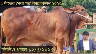 ২০২৫ সালের ফ্যাটেনিং গরু ক্রয় করুন মৃত্তিকা ডেইরী থেকে। mrittika dairy