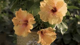 Behind the Scenes: Hollywood Hibiscus Breeding and Profiling at J. Berry Nursery