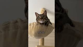 TikTokで流行ってる猫の「あの〜すいません」