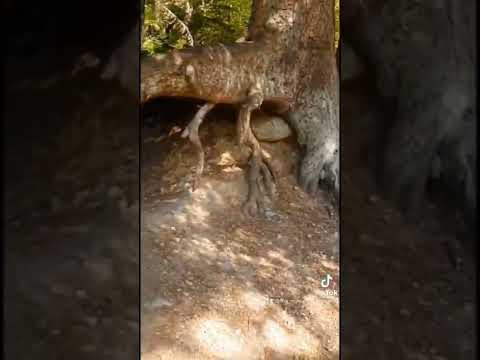 Which moth do you think would be easier to see on a dark tree trunk?