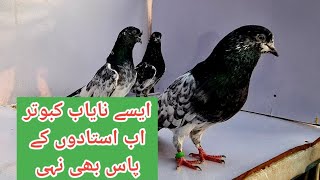 Nayaab Breeder Nur Jin K Result || Khud Urra K Chek Kiye Nayaab Nayaab Hoty