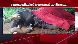 പാലക്കാട് കോട്ടായിയിൽ കൊമ്പൻ ചരിഞ്ഞു| Mathrubhumi News