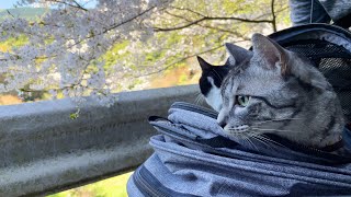 猫と一緒にお花見に行ってみたら