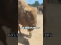 tense moments between bison and humans bisonandhumans video shorts