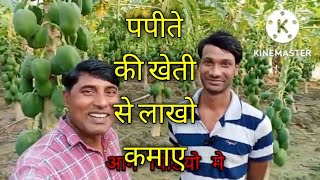 पपीते की खेती से हुआ मालामाल papaya ki kheti se hua malamal