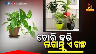 ଏ ଗଛ ଚୋରି କରି ଆଣିଲେ ଘରେ ହେବ ଧନ ବର୍ଷା । NandighoshaTV