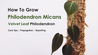 How to grow Philodendron Micans, Repotting and Propagate Velvet leaf philodendro