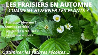 Comment entretenir les fraisiers en Automne. Lhivernage des plants.