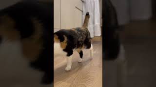 ご飯前に落ち着かない猫たちがかわいい #猫 #三毛猫 #茶白猫