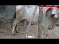 ស្អាតណាស់មេពូជឡាយមួយឈាម beautiful cow in takeo province