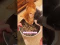 拥有会按铃的猫是一种什么体验？ 阿福是只橘猫 猫咪的迷惑行为 麦富迪 麦富迪barf冻干