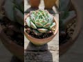 朝の御挨拶【vol136】 ヒアリナ×ローラ　 朝 お目覚め 多肉植物 紹介 エケベリア 아침 식물 plant succulent echeveria