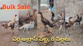 Bulk Sale ఎర్ర అబ్రాస్ పెట్ట, 8 పిల్లలు / Narasimha Babu 8008998909