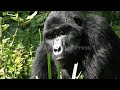 In Uganda, a vibrant tourist economy boosts the conservation of endangered mountain gorillas