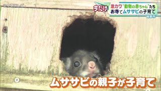 【動物の赤ちゃん】お寺でムササビの子育て 岐阜市