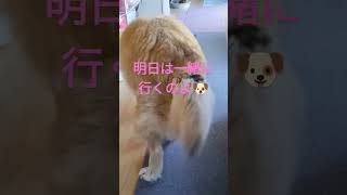 一緒にお散歩行けなかったのに優しいお出迎えをしてくれた犬のムーちゃん