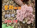 23년 첫 보라싸리버섯 산행 꽃송이버섯 달걀버섯 꾀꼬리버섯 산행