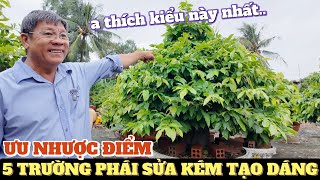 Ưu nhược điểm 5 trường phái sửa kẽm Út Đực phân tích cách tạo dáng vô dây uốn cây mai ở các vườn lớn