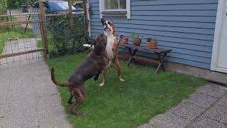 Classic boxerplay in the making! Old boxer Rex acting like a pup! 😁