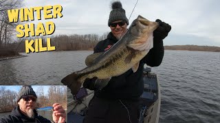 WINTER SHAD KILL And How To Fish It (Scope Stik)