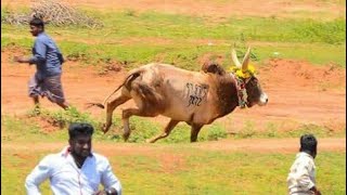 கண்டுபட்டி மஞ்சுவிரட்டு 2017 (T.புதூர்) குட்டி காளை