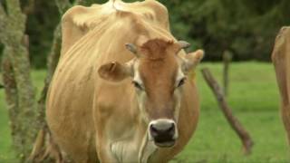 Veracruz Agropecuario - Características Raza Jersey