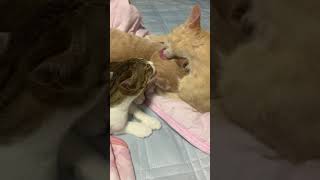 毛づくろいし合い中の仲良しねこたち🥺💕#猫 #猫動画 #そらりんてん