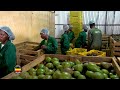 Production of high quality avocado oil  | NBS Made in Uganda