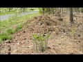 white false indigo baptisia alba time lapse