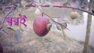 মাত্র ১বছর বয়সি গাছে  বরইয়ের বাম্পার ফলন । Food gardeN BD