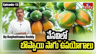 వేసవిలో బొప్పాయి సాగు ఉపయోగాలు | Terrace Garden Philosophy A to Z By Raghothama Reddy | Episode -13